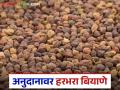Harbhara Biyane : 'या' ठिकाणी 50 टक्के अनुदानावर मिळताय हरभरा बियाणे, वाचा सविस्तर  - Marathi News | Latest News Harbhara Biyane Gram seeds are available at 50 percent subsidy, read in detail | Latest agriculture News at Lokmat.com