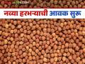Harbhara Market: नव्या हरभऱ्याला 'या' बाजारात इतका मिळाला दर वाचा सविस्तर - Marathi News | Harbhara Market: latest news New Harbhara got this much price in this market, read in detail | Latest agriculture News at Lokmat.com