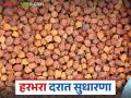 Harbhara Bajarbhav: हरभऱ्याच्या दरात सुधारणा; पण मिळतोय का हमीभाव वाचा सविस्तर - Marathi News | Harbhara Bajarbhav: Improvement in the price of Harbhara; But are we getting the guaranteed price? Read in detail | Latest agriculture News at Lokmat.com