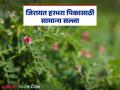 Harbhara Crop : फुलोरा व घाटे लागण्याच्या अवस्थेत हरभऱ्याची अशी घ्या काळजी? वाचा सविस्तर  - Marathi News | Latest News Harabhara Crop Management How to take care of gram during flowering and pod formation Read in detail | Latest agriculture News at Lokmat.com