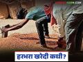 Harbhara Kharedi : बाजारात कमी दर, खरेदी केंद्र बंद; हरभरा विकायचा कुठे? - Marathi News | latest news Harbhara Kharedi: Low prices in the market, procurement centers closed; Where to sell gram? | Latest agriculture News at Lokmat.com