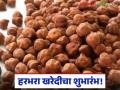 Chana Procurement : हरभरा शेतकऱ्यांसाठी मोठी बातमी; आजपासून हमीदराने खरेदी सुरू - Marathi News | latest news Chana Procurement: Big news for chana farmers! Procurement starts at guaranteed price from today | Latest agriculture News at Lokmat.com