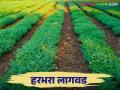 Harbhara lagwad : हरभरा लागवड क्षेत्रात यंदा इतक्या टक्क्यांनी होणार वाढ; पाण्याचे व्यवस्थापन तंत्र जाणून घेऊया - Marathi News | Harbhara lagwad : Harbhara cultivation area will increase by this percentage this year; Let's learn about water management techniques | Latest agriculture News at Lokmat.com
