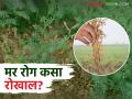 हरभरा पिकातील मर रोगाच्या नियंत्रणासाठी प्रभावी जैविक उपाय कोणते? वाचा सविस्तर - Marathi News | What are the effective biological measures for controlling the wilt disease in chick pea gram? Read in detail | Latest agriculture News at Lokmat.com