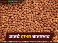 Harbhara Bajarbhav : हरभरा विकण्याआधी हे पाहा; आज राज्यातील बाजारात दर कसे राहिले? - Marathi News | latest news Harbhara Bajarbhav: Before selling gram, see this; How were the prices in the state market today? | Latest agriculture News at Lokmat.com