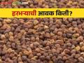 Harabhara Market : हरभऱ्याची आवक मंदावताच भाव वधारले  - Marathi News | Harabhara Market : As the arrival of gram slowed down, the prices increased  | Latest agriculture News at Lokmat.com