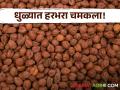 Gram Market : काट्या की चाफा, कुठल्या हरभऱ्याची चलती? वाचा आजचे सविस्तर बाजारभाव  - Marathi News | Latest News 27 may 2024 Todays Gram Market Price in market yards cheke here | Latest agriculture News at Lokmat.com