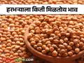 Harbhara Market Price : हरभऱ्याला मिळाला 'इतके' हजारांचा भाव;  किती होती बाजारात आवक वाचा सविस्तर  - Marathi News | Harbhara Market Price: Harbhara got a price of 'so many' thousands;  How much was the entry in the market, read in detail  | Latest agriculture News at Lokmat.com