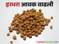 Harbhara Bajarbhav राज्यात हरभरा आवक वाढली; वाचा काय मिळतोय दर - Marathi News | Gram imports increased in the state; Read what rates are available | Latest agriculture News at Lokmat.com