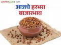 Harbhara BajarBhav : हरभऱ्याची आवक किती; कसा मिळतोय दर ते वाचा सविस्तर - Marathi News | Harbhara BazaarBhav: How much is the arrival of Harbhara; Read in detail how the price is being obtained | Latest agriculture News at Lokmat.com