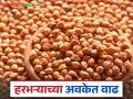 Harbhara BajarBhav: हरभऱ्याच्या अवकेत वाढ; असा मिळतोय भाव वाचा सविस्तर - Marathi News | Harbhara BazaarBhav: Increase in the price of Harbhara; This is the price being obtained, read in detail | Latest agriculture News at Lokmat.com