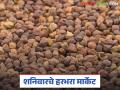 Harbhara Bajarbhav : हरभरा बाजारात मोठे चढ-उतार वाचा संपूर्ण अपडेट - Marathi News | latest news Harbhara Bajarbhav: Big ups and downs in the Harbhara market, read the full update | Latest agriculture News at Lokmat.com