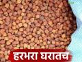 Harbhara Bajar Bhav: हरभरा दरवाढीच्या प्रतीक्षेत घरातच वाचा सविस्तर - Marathi News | Harbhara Bazaar Bhav:latest news Read in detail at home while waiting for gram price hike | Latest agriculture News at Lokmat.com