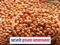 Harbhara Bajar Bhav : अमरावती बाजारात हरभऱ्याच्या अवकेत वाढ; काय मिळाला दर ते वाचा सविस्तर - Marathi News | Harbhara Bazaar Bhav: Increase in the price of gram in Amravati market; Read the details of what was received | Latest agriculture News at Lokmat.com