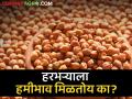 Gram Market : काबुली हरभऱ्याचा दर टॉपवर, वाचा आजचे सविस्तर हरभरा बाजारभाव  - Marathi News | Latest News 08 may 2024 todays Gram Market Price in maharashtra market yards | Latest agriculture News at Lokmat.com