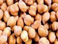 मुलीच्या विवाहास हरभरा विक्रीचा अडसर; बदलाव लागली तारीख - Marathi News | gram selling makes hurdle in Girl's marriage, Changed date due to not started guaranteed price centre | Latest latur News at Lokmat.com