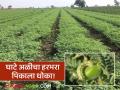 Harbhara Pest Control : हरभऱ्यावर घाटे अळीचा हल्ला; जाणून घ्या उपाययोजना - Marathi News | latest news Harbhara Pest Control: Harbhara attacked by mealybugs; Know the measures | Latest agriculture News at Lokmat.com