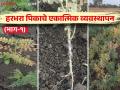 Harbhara Rog Niyantran : असे ओळखा हरभरा पिकातील रोगांची लक्षणे; 'या' करा उपाय योजना - Marathi News | Harbhara Rog Niyantran : Identify the symptoms of Harbhara crop diseases | Latest agriculture News at Lokmat.com