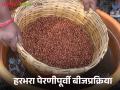 Harbhara Seed Treatment : हरभरा पेरणी बीजप्रक्रिया करूनच करावी, कारण.... जाणून घ्या सविस्तर  - Marathi News | Latest News Harbhara Sowing Gram sowing should be done only after seed treatment know in detail  | Latest agriculture News at Lokmat.com