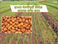 Harbhara Seed Treatment : रब्बी हंगामात हरभरा पेरणीसाठी तज्ज्ञांचा सल्ला; रायझोबियम बीजप्रक्रिया करा - Marathi News | latest news Harbhara Seed Treatment: Expert advice for sowing gram in Rabi season; Apply Rhizobium seed treatment | Latest agriculture News at Lokmat.com