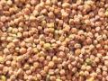 अनुदानावरील हरभरा बियाणे वाटपात शेतकऱ्यांची थट्टा! - Marathi News | Gratification of farmers by distributing one bag of seeds | Latest akola News at Lokmat.com