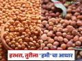 Gram, Turi Market: हरभरा, तुरीतून आशा की निराशा जाणून घ्या सविस्तर - Marathi News | Gram, Turi Market: Know in detail whether there is hope or disappointment from gram, turi | Latest agriculture News at Lokmat.com
