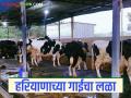 Dairy Farming : हरियाणातील गायीच्या प्रेमात पडले शेतकरी; काय आहे कारण जाणून घ्या सविस्तर - Marathi News | Dairy Farming: farmers fall in love with Haryana cows; Know in detail what is the reason | Latest agriculture News at Lokmat.com