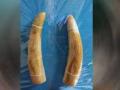 सापळा रचून हस्तीदंत विकणाऱ्या टोळीस अटक - Marathi News | Gang of ivory sellers arrested | Latest kolhapur News at Lokmat.com