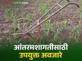 Farming Tools: आंतरमशागत खर्च आणि श्रम कमी करायचेत तर वापरा ही अवजारे - Marathi News | Use these tools to reduce intercultural operations and labor cost | Latest agriculture News at Lokmat.com
