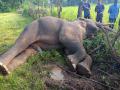 Chandrapur: सिंदेवाही तालुक्यात मृतावस्थेत आढळला हत्ती - Marathi News | Chandrapur: Elephant found dead in Sindewahi taluka | Latest chandrapur News at Lokmat.com