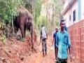 ओंकार हत्तीवरून 'सीमावाद'; वन विभागाचा अजब कारभार - Marathi News | Goa forest team intrudes into Maharashtra in a campaign to drive away Omkar elephants in Dodamarg taluka | Latest sindhudurga News at Lokmat.com
