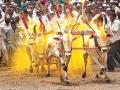 बैलगाडी शर्यतींना परवानगी का नाकारली जाते? हायकोर्टाची विचारणा - Marathi News | Why are bullock races denied? Asking the High Court | Latest nagpur News at Lokmat.com