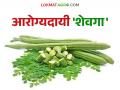 गुणकारी शेवगा आरोग्यासाठी ठरेल वरदान; वाचा शेवग्याचे आरोग्यदायी फायदे - Marathi News | The beneficial properties of Shevga will be a boon for health; Read the health benefits of Shevga | Latest agriculture News at Lokmat.com