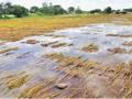 Heavy Rain in Maharashtra : अतिवृष्टीने तब्बल १७ लाख हेक्टरवरील पिकांची नासाडी - Marathi News | Over 17 lakh hectares of crops destroyed due to heavy rains marathwada affected most pdc | Latest maharashtra News at Lokmat.com
