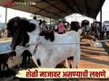Goat Farming : 'ही' लक्षणे दिसल्यास समजून जा, शेळी हिटवर आली, वाचा सविस्तर  - Marathi News | Latest News Goat farming Symptoms of reproductive cycle in goats read in detail | Latest agriculture News at Lokmat.com