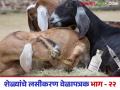 Goat Farming Disease : शेळीपालन व्यवसायात लसीकरण वेळापत्रक तयार ठेवा, अन्यथा.... वाचा सविस्तर  - Marathi News | Latest news Sheli Palan Keep a vaccination schedule ready in goat farming business Read in detail | Latest agriculture News at Lokmat.com