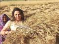प्रचारकी फंड्यांना प्रारंभ! - Marathi News | lok sabha election 2019 Hema Malini in full campaign mode, seen working in field with workers harvesting wheat crop | Latest editorial News at Lokmat.com