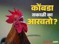 कोंबडा भल्या पहाटे का आरवतो? कारण असं जे तुम्हालाही नसेल माहीत! - Marathi News | Why hen bark in the early morning, know the reason | Latest jarahatke Photos at Lokmat.com