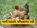 उष्णतेसह पाणी टंचाई वाढली, पाणी बदलामुळे कुक्कुटपालनावर परिणाम - Marathi News | Latest News Water scarcity increased with heat, impact on poultry due to water changes | Latest agriculture News at Lokmat.com