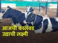 दुग्धव्यवसायात वासरांचे संगोपन कसे करावे? - Marathi News | How to rearing calves in dairy farming? | Latest agriculture News at Lokmat.com