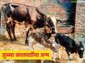 HF Cow : रोज 25 ते 65 लिटर दूध देणाऱ्या गायीने दिला जुळ्या कालवडींना जन्म, वाचा सविस्तर  - Marathi News | Latest News cow that gives 25 to 65 liters of milk daily gave birth to twin calves, read in detail | Latest agriculture News at Lokmat.com