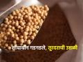 Market yard: बाजारात सोयाबीन गडगडले; तुरीच्या दराने घेतली उसळी ! - Marathi News | Market yard: Soybeans tumbled in the market; Bounce taken at the rate of turi! | Latest agriculture News at Lokmat.com