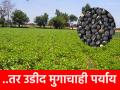 मृग नक्षत्रात पाऊस झाला, तर उडीद, मुगाचा पर्याय ! - Marathi News | If it rains in Mrig Nakshatra, then Udid, the substitute of Muga! | Latest agriculture News at Lokmat.com