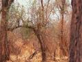 Optical Illusion: या फोटोत लपला आहे एक प्राणी, नजर तीक्ष्ण असेल तर शोधून दाखवा... - Marathi News | Optical illusion : A giraffe is hidden in this picture did you see | Latest social-viral News at Lokmat.com
