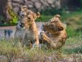 CoronaVirus : चार सिंहाना कोरोनाने गाठले; मोठ्या झूमध्ये खळबळ उडाली - Marathi News | four lions corona positive in Spain Barcelona; zoo management in shock | Latest international News at Lokmat.com