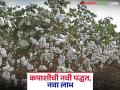 High-density Cotton Cultivation : कपाशीची नवी क्रांती : विदर्भात अतिघनता लागवडीचे प्रयोग यशस्वी वाचा सविस्तर - Marathi News | latest news High-density Cotton Cultivation New revolution in cotton: High-density cultivation experiments successful in Vidarbha Read in detail | Latest agriculture News at Lokmat.com