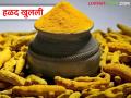 हळदीला मिळाली बारा वर्षांतील उच्चांकी दरवाढीची झळाळी - Marathi News | Turmeric received the highest price hike in last twelve years | Latest agriculture News at Lokmat.com