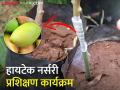 केसर आंब्याच्या कलमातून मिळणार रोजगार, आदिवासी तरुणांसाठी उपक्रम - Marathi News | Latest News Employment from saffron mango grafting, activities for tribal youth | Latest agriculture News at Lokmat.com