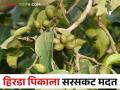 हिरडा पिकाला लवकरच मिळणार नुकसानभरपाई.. सरसकट मदतीचा निर्णय - Marathi News | The hirada crop grower farmers will get compensation soon.. government decision to help | Latest agriculture News at Lokmat.com
