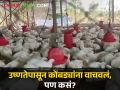 कोंबड्यांना उष्णतेपासून वाचविण्यासाठी 'या' शेतकऱ्याने काय केलं पहाच? वाचा सविस्तर - Marathi News | | Latest agriculture News at Lokmat.com